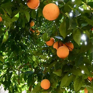 Appartamento Il Giardino Delle Zagare - Miniappartamento Tra Etna E Mare, Riposto